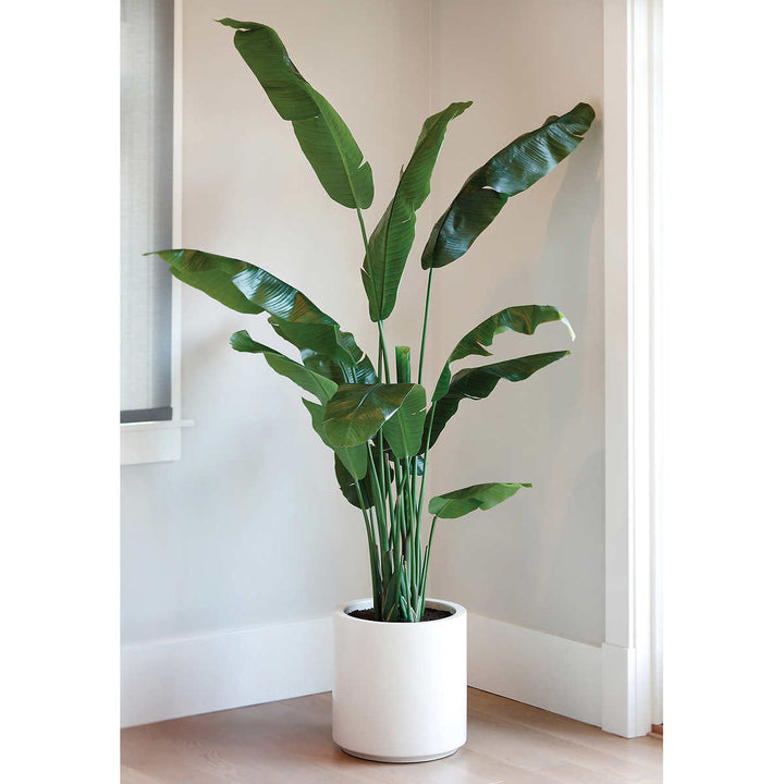 CG Hunter - Bananier artificiel de 98 cm (78 po) dans une jardinière crème