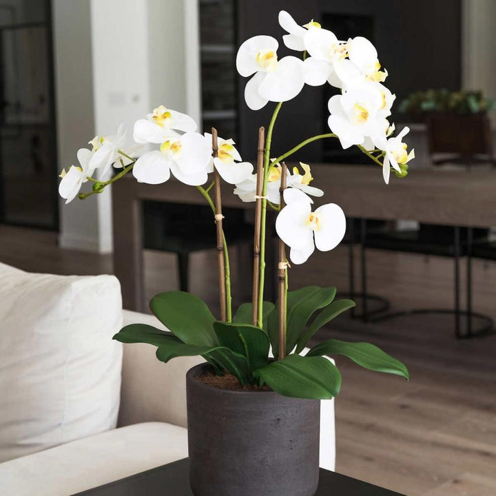 CG Hunter - Orchidée artificielle à 3,5 tiges